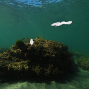 a rock in the water